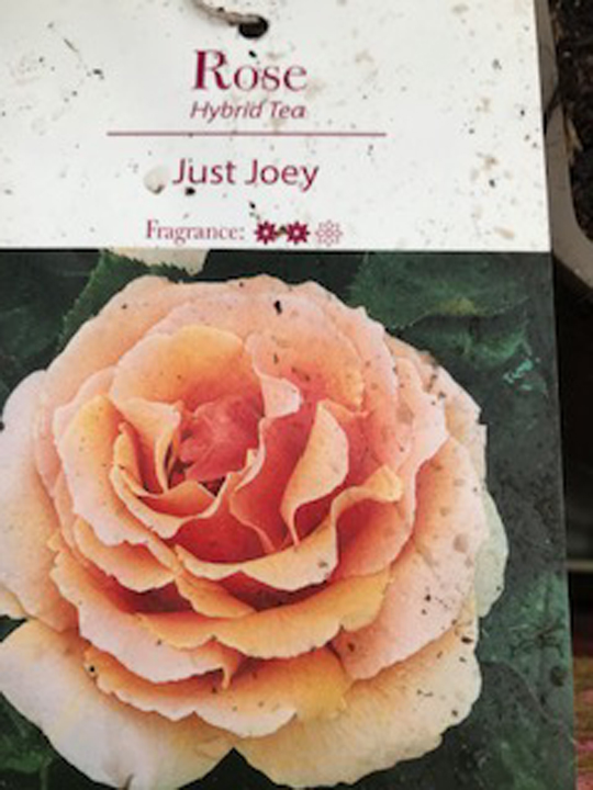 Rose - Just Joey